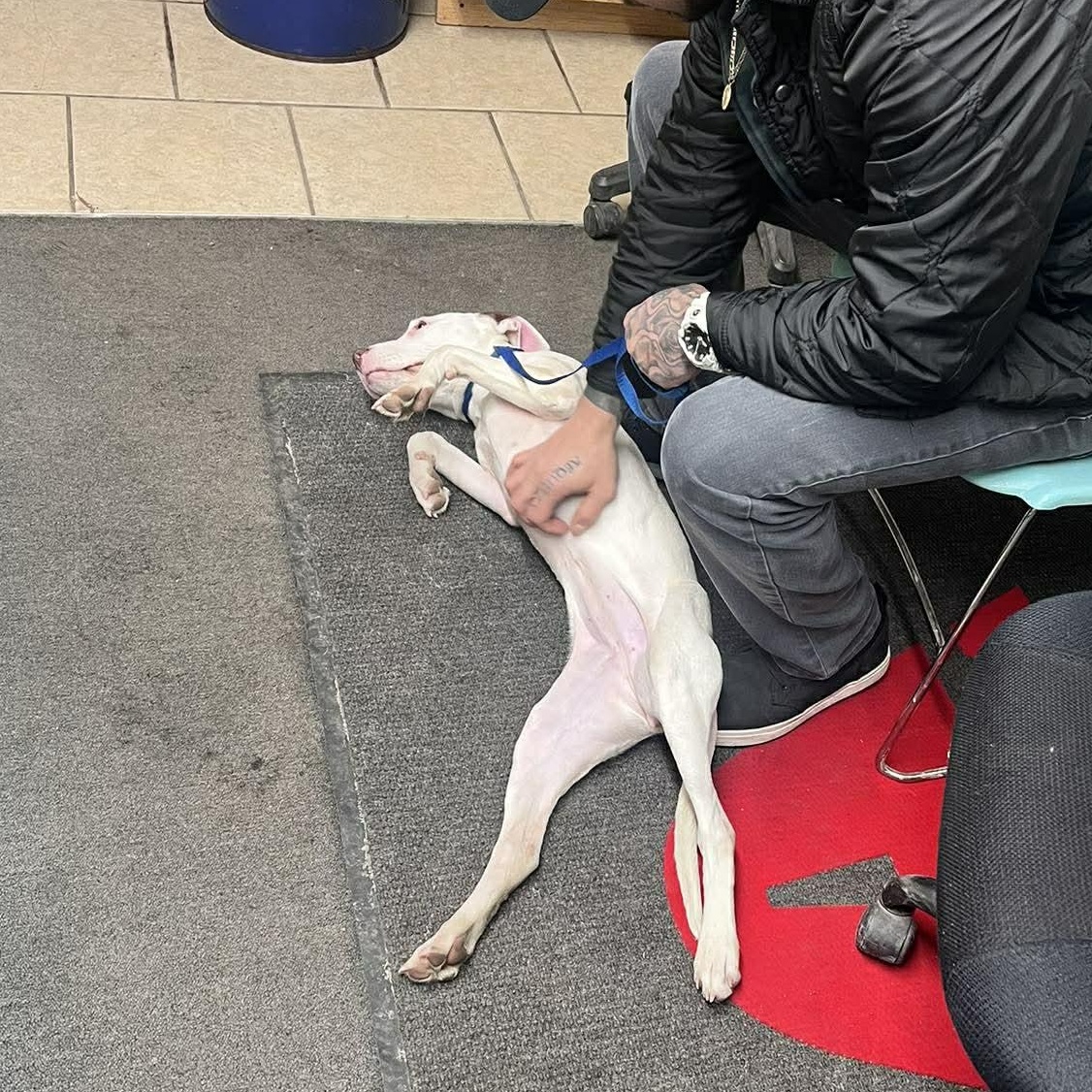 Enlarge Skinny Minnie, an adopted mixed breed in Rochester, NY image 4/6