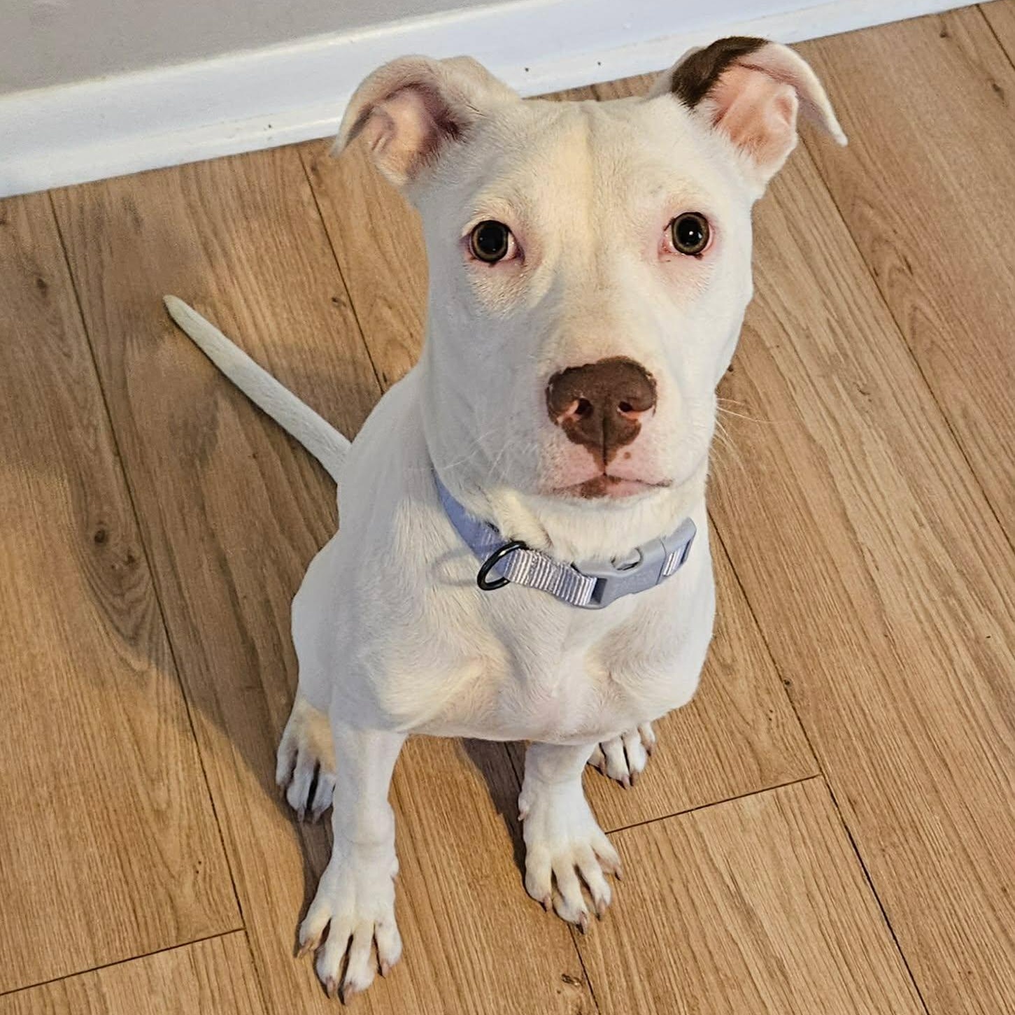 Enlarge Skinny Minnie, an adopted mixed breed in Rochester, NY image 1/6