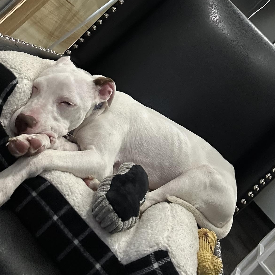 Enlarge Skinny Minnie, an adopted mixed breed in Rochester, NY image 2/6