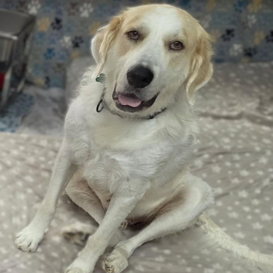 Enlarge Willa May, a Adoptable Great Pyrenees in Atlanta, GA image 3/3
