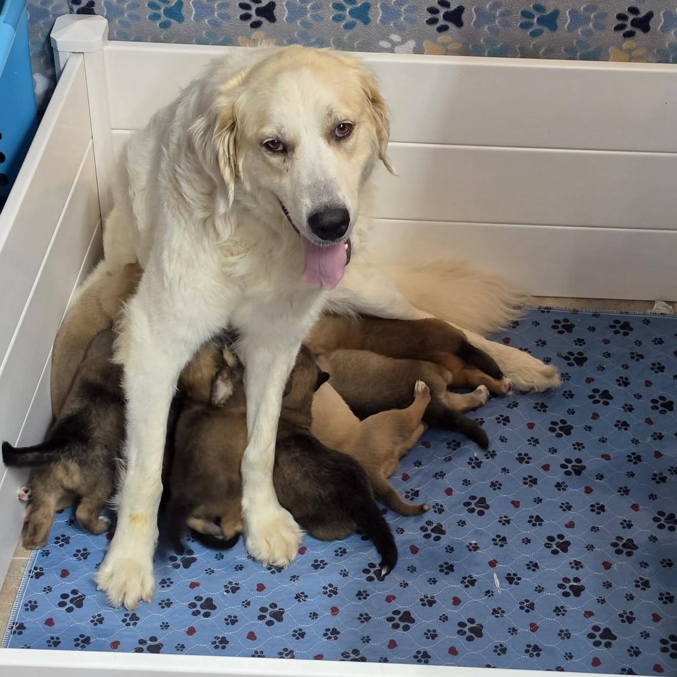 Enlarge Willa May, a Adoptable Great Pyrenees in Atlanta, GA image 2/3