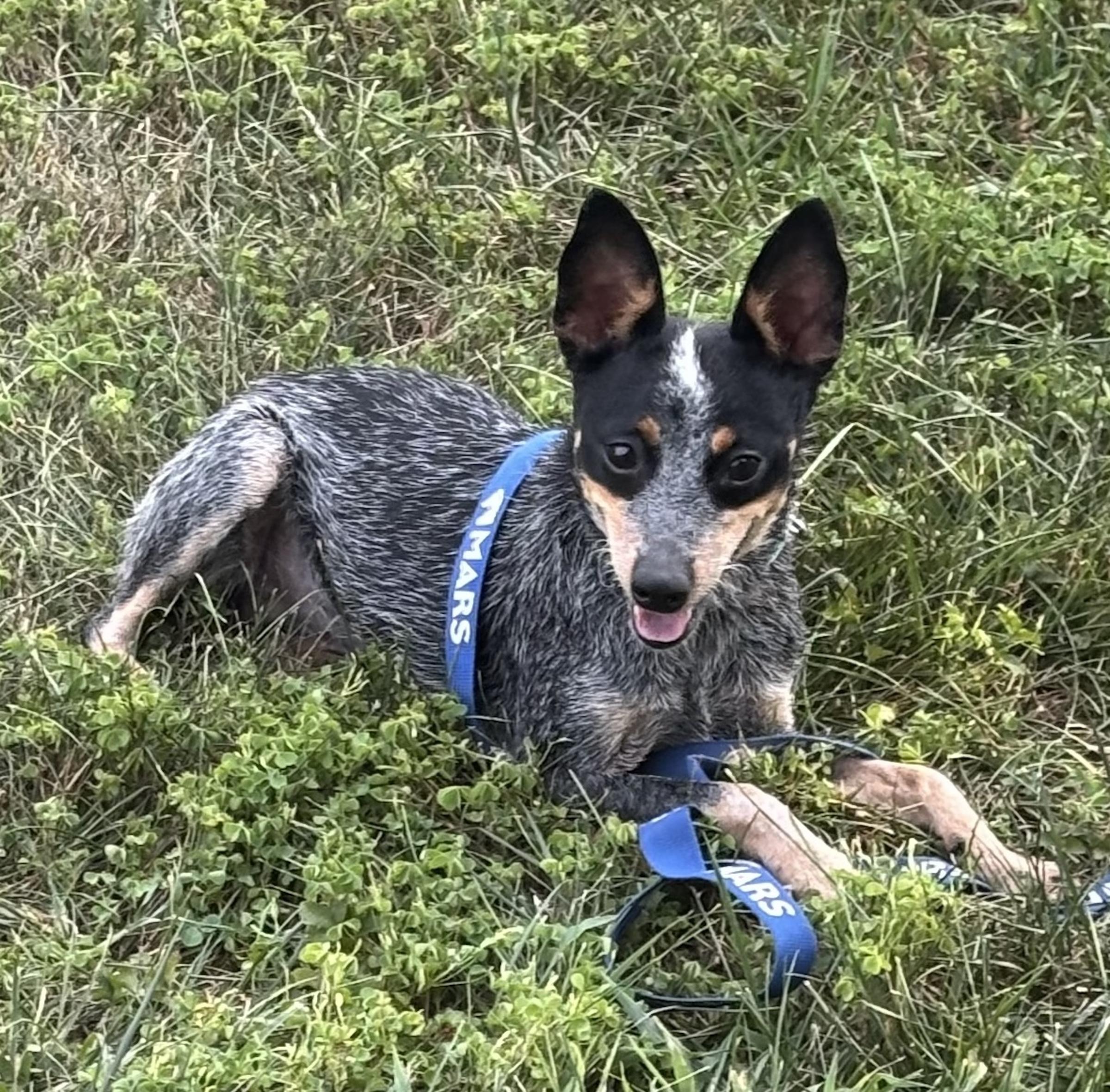 Sophie, a Adopted Australian Cattle Dog / Blue Heeler in Adamstown, MD image 1/6