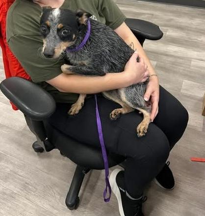 Sophie, a Adopted Australian Cattle Dog / Blue Heeler in Adamstown, MD image 3/6