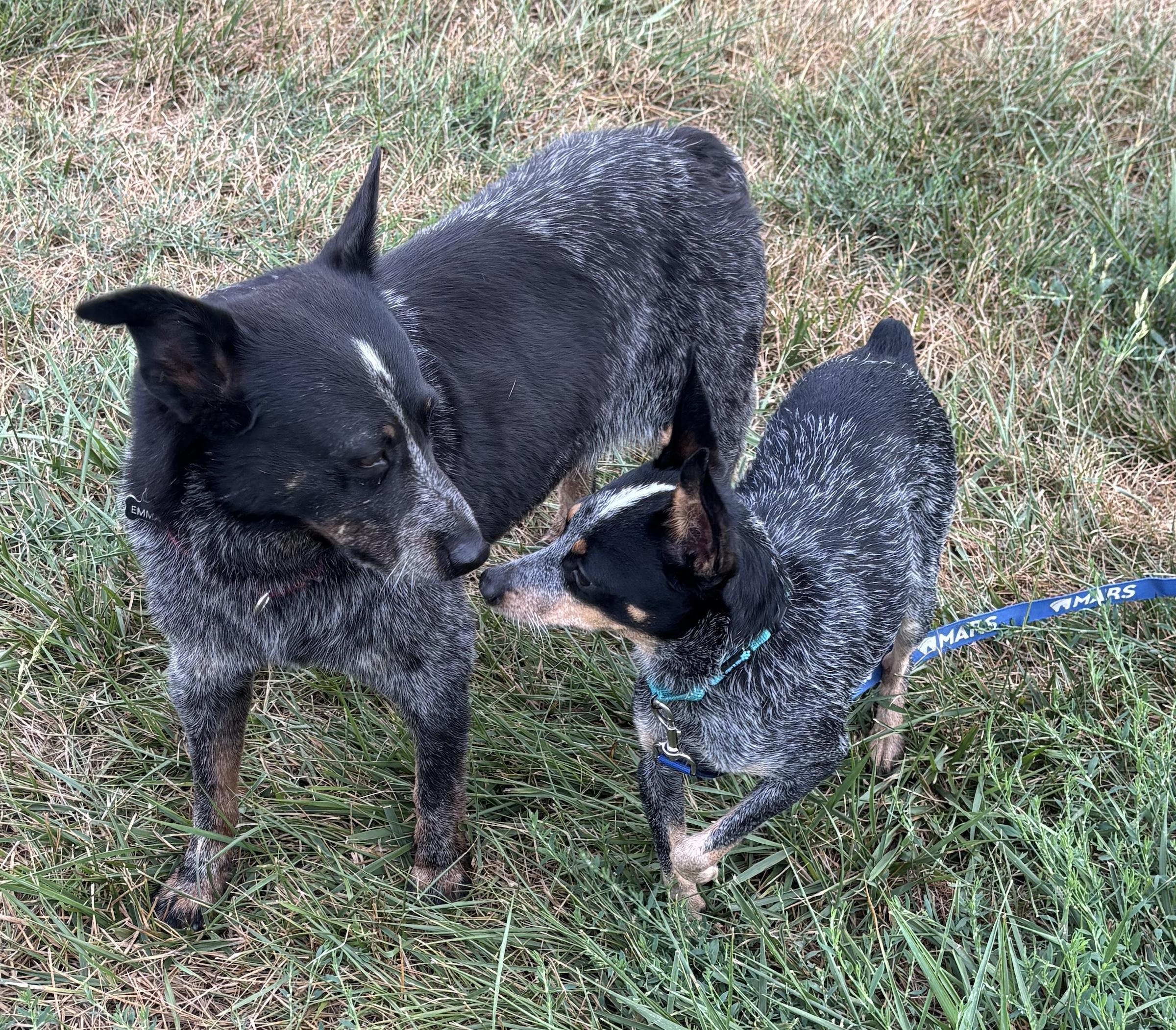 Sophie, a Adopted Australian Cattle Dog / Blue Heeler in Adamstown, MD image 6/6
