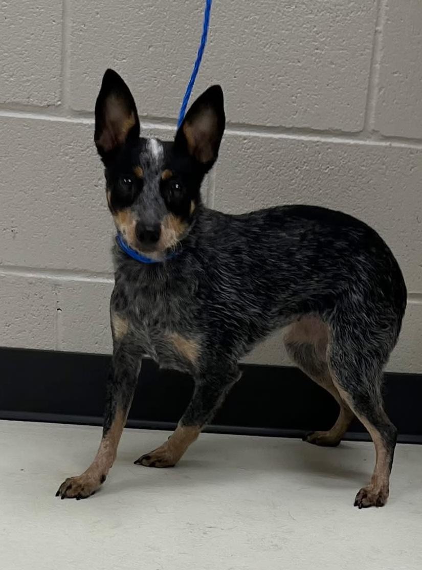 Sophie, a Adopted Australian Cattle Dog / Blue Heeler in Adamstown, MD image 4/6
