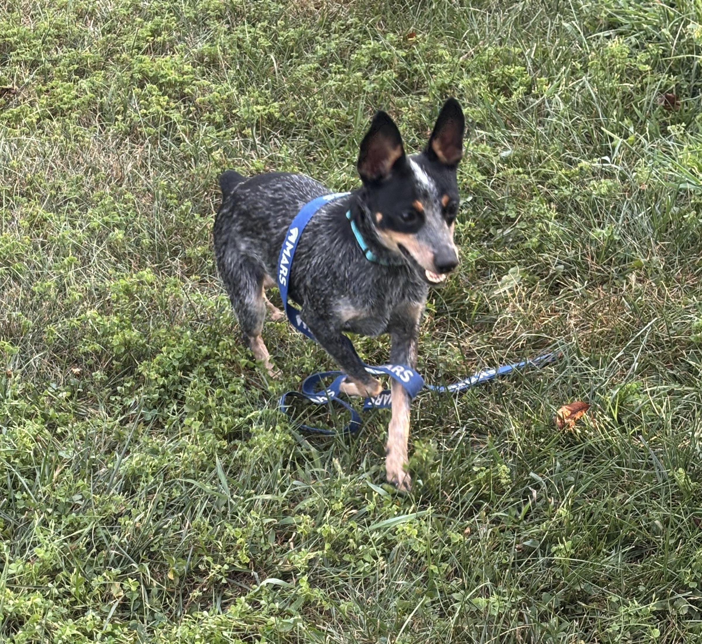 Sophie, a Adopted Australian Cattle Dog / Blue Heeler in Adamstown, MD image 5/6