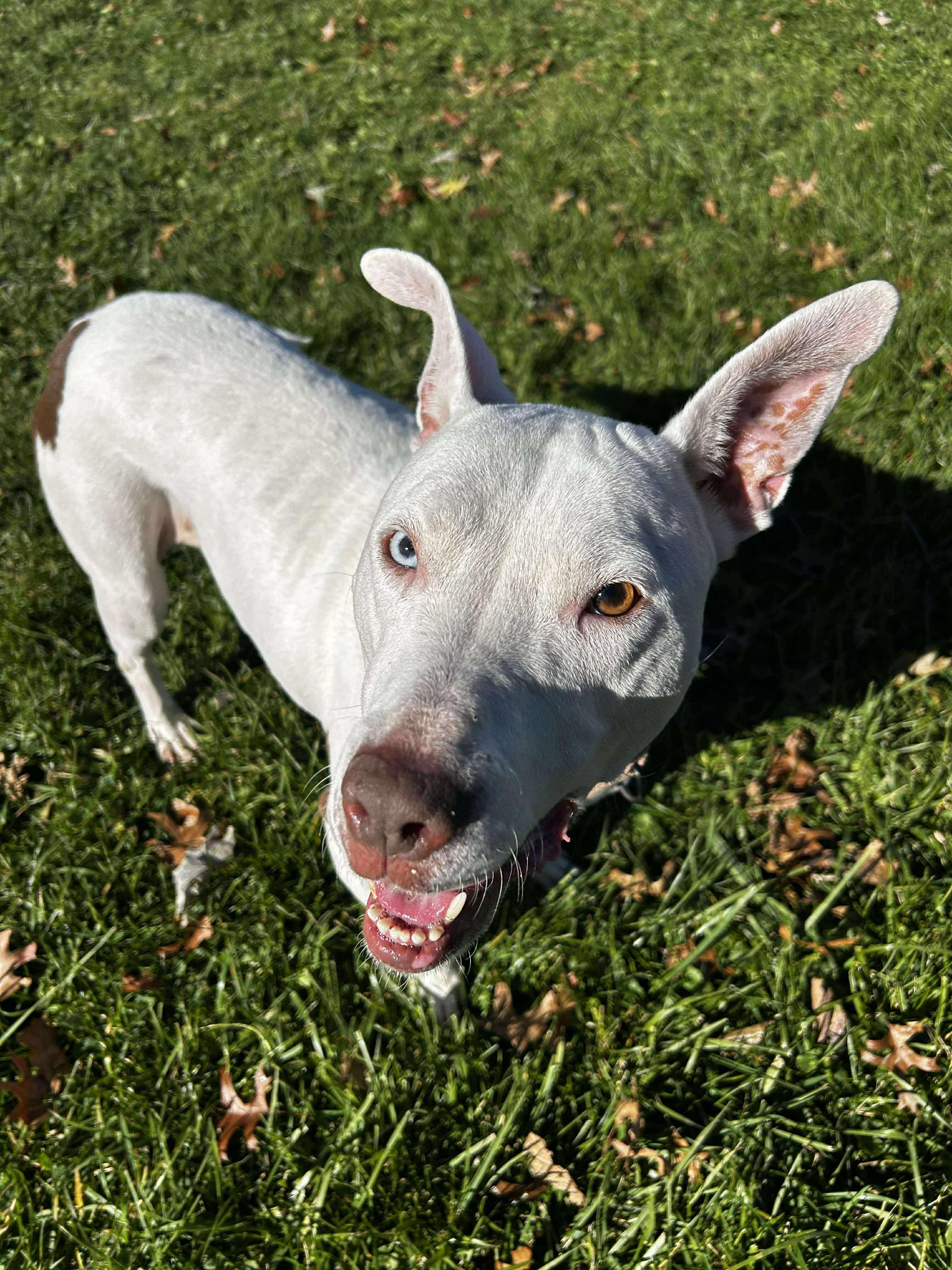 Enlarge Ravenna, a ADOPTABLE mixed breed in Brunswick, OH image 2/6