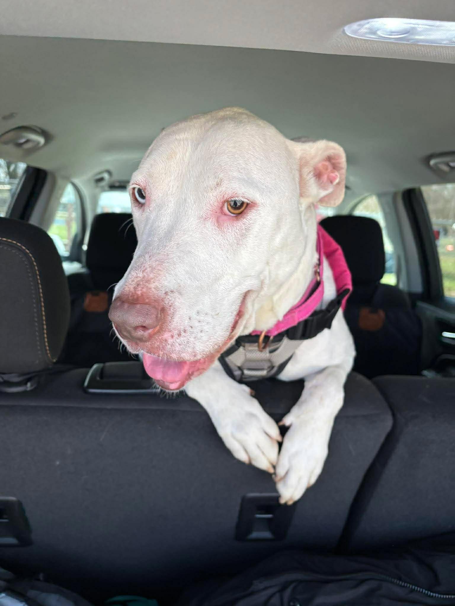 Enlarge Ravenna, a ADOPTABLE mixed breed in Brunswick, OH image 6/6