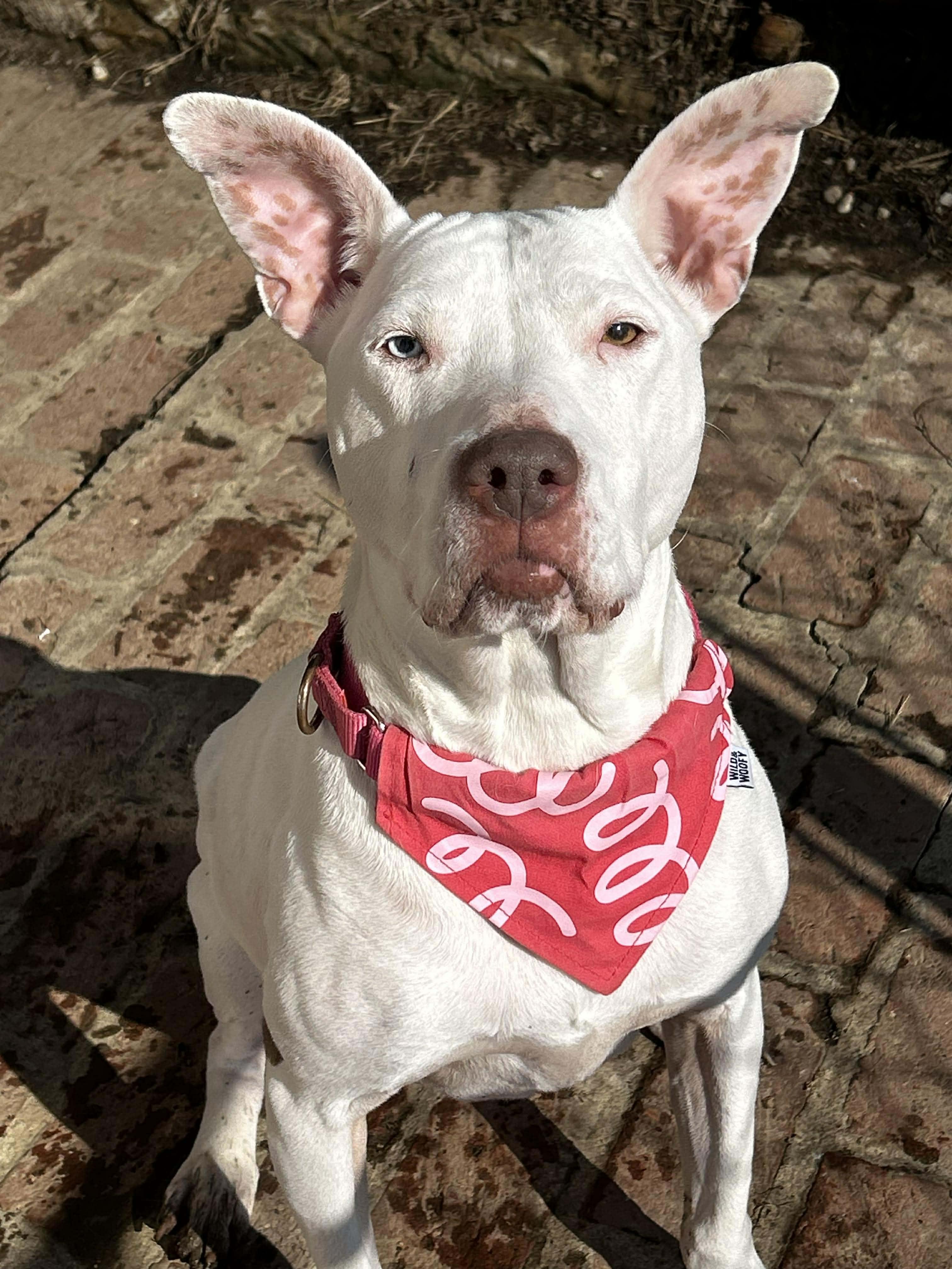 Enlarge Ravenna, a ADOPTABLE mixed breed in Brunswick, OH image 3/6