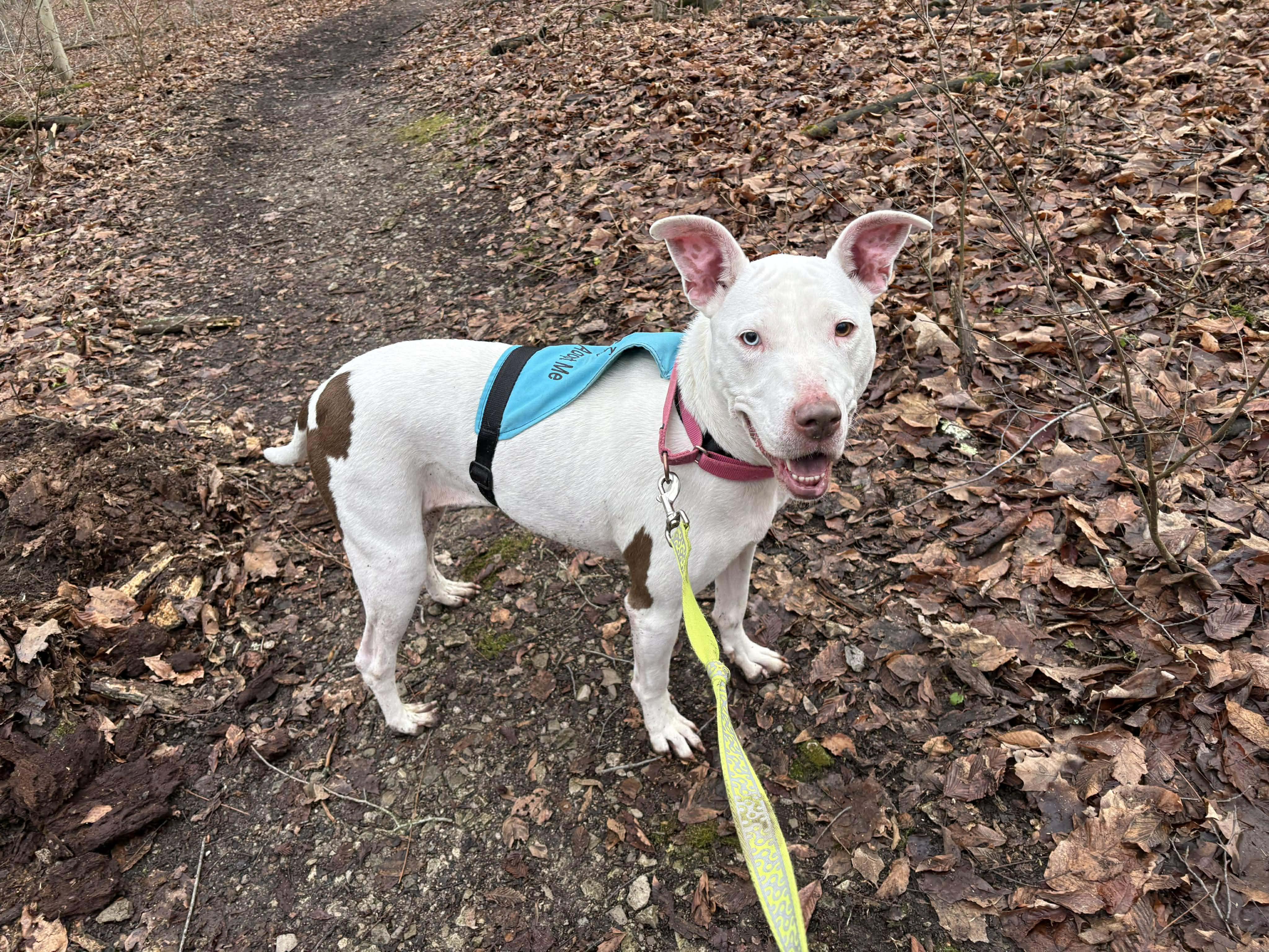 Ravenna, ADOPTABLE, Adult Female Bull Terrier & American Bulldog.