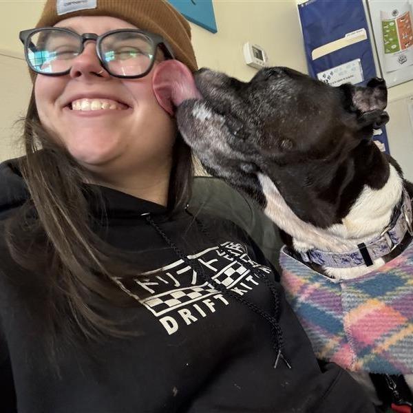 Enlarge Greta, a Adoptable Pit Bull Terrier in Manchester, CT image 3/6