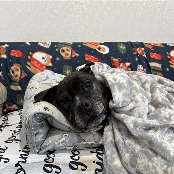 Enlarge Greta, a Adoptable Pit Bull Terrier in Manchester, CT image 4/6