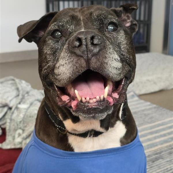 Enlarge Greta, a Adoptable Pit Bull Terrier in Manchester, CT image 5/6