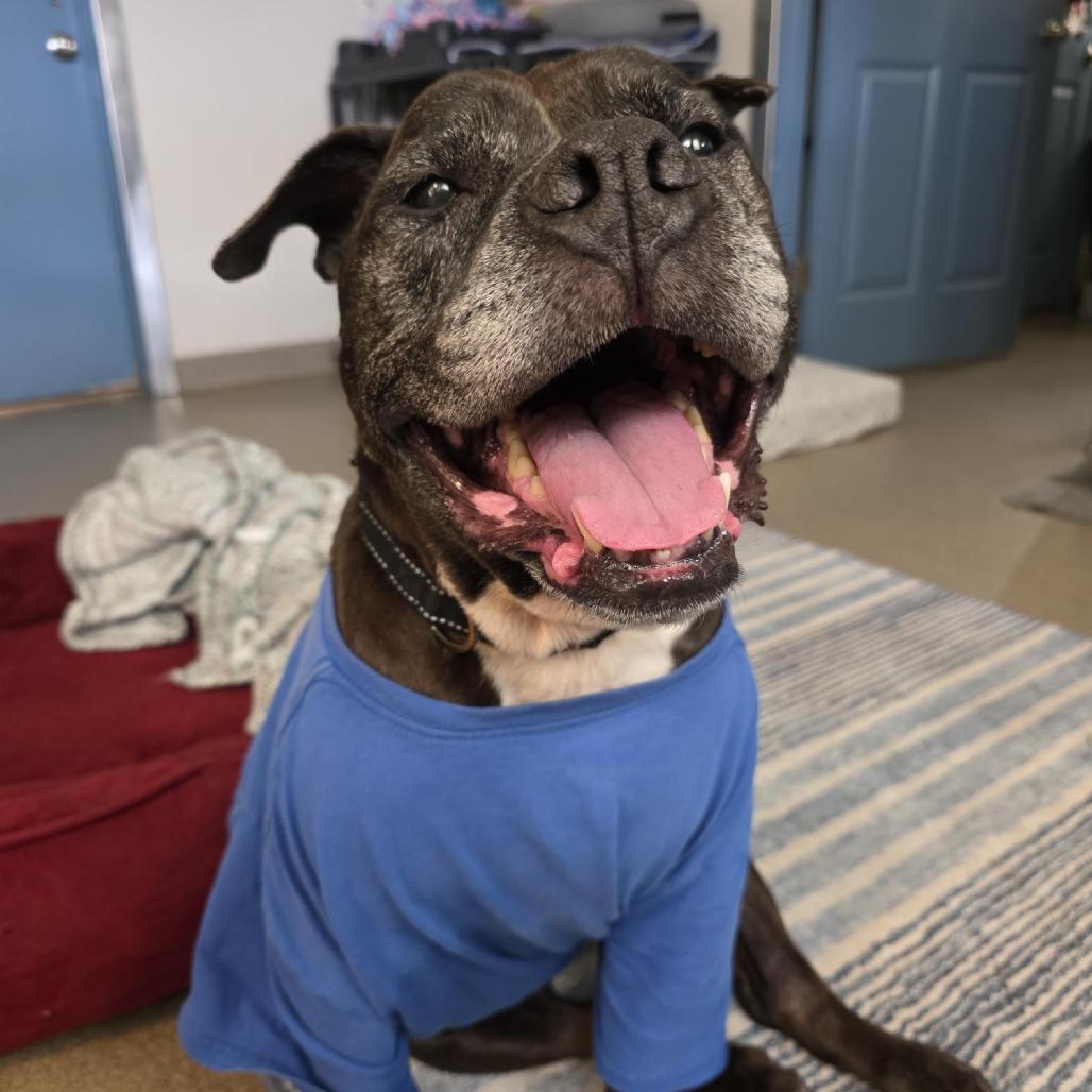 Enlarge Greta, a Adoptable Pit Bull Terrier in Manchester, CT image 1/6