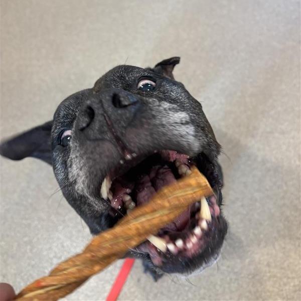 Enlarge Greta, a Adoptable Pit Bull Terrier in Manchester, CT image 6/6