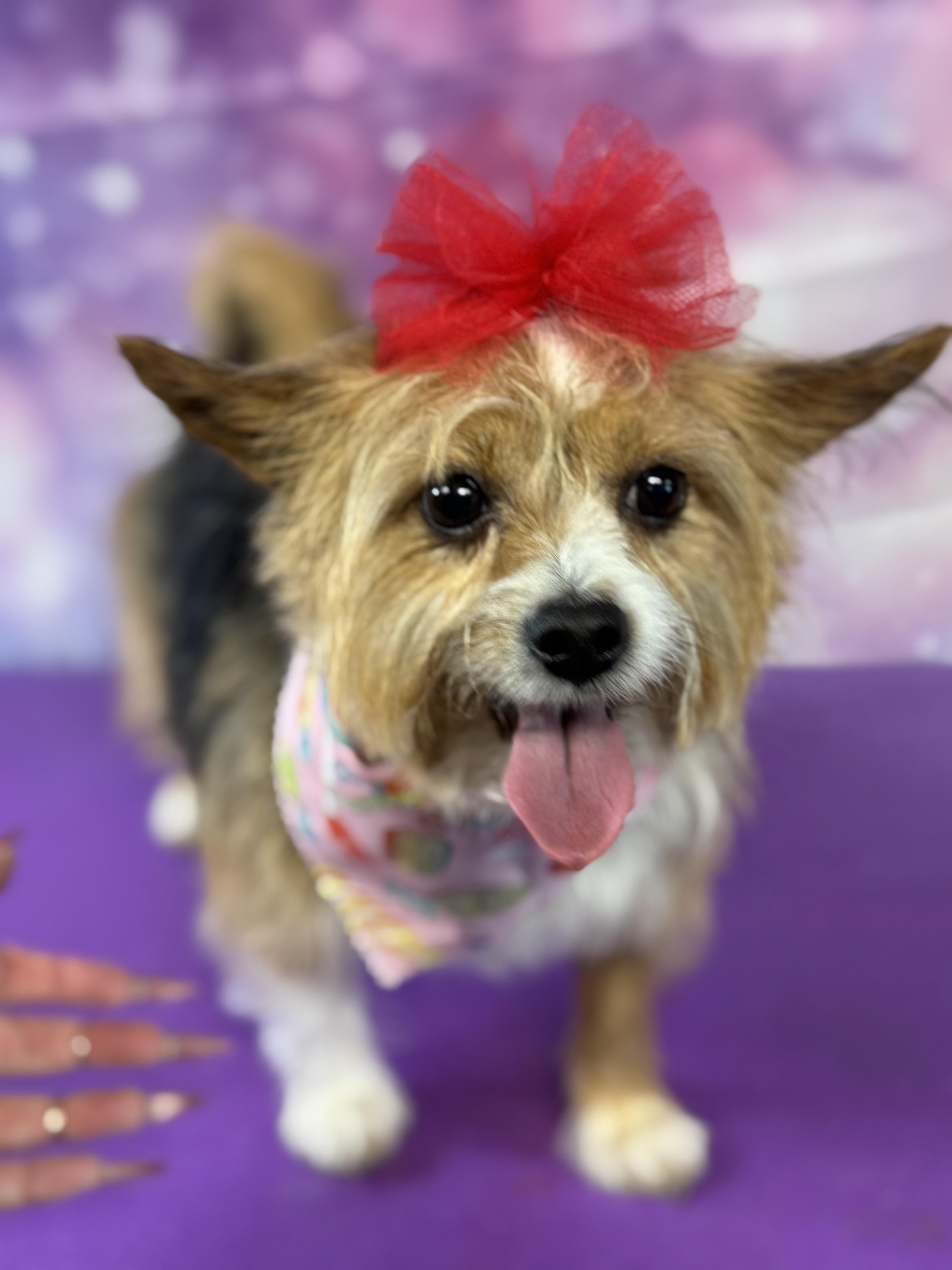 Lilly , a ADOPTABLE mixed breed in Warrenville, IL image 1/6