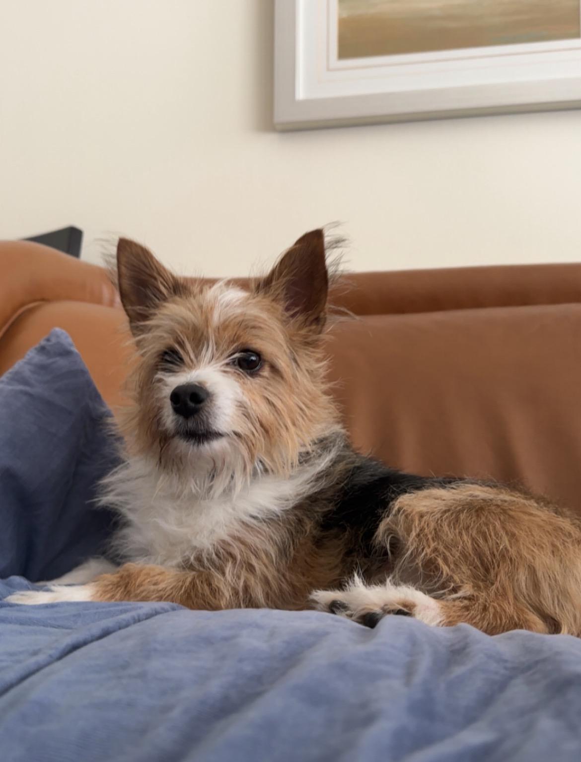 Enlarge Lilly , a ADOPTABLE mixed breed in Warrenville, IL image 1/4