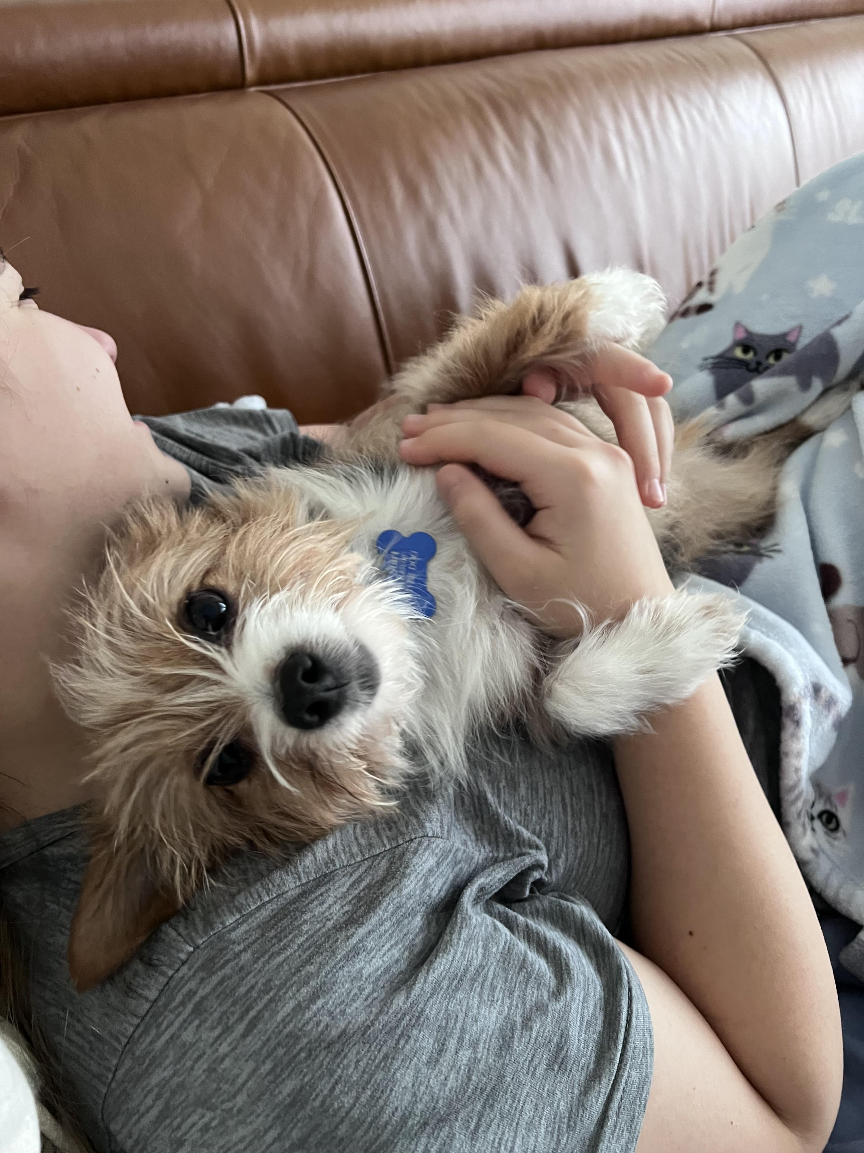 Enlarge Lilly , a ADOPTABLE mixed breed in Warrenville, IL image 3/4