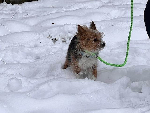 Enlarge Lilly , a ADOPTABLE mixed breed in Warrenville, IL image 2/4
