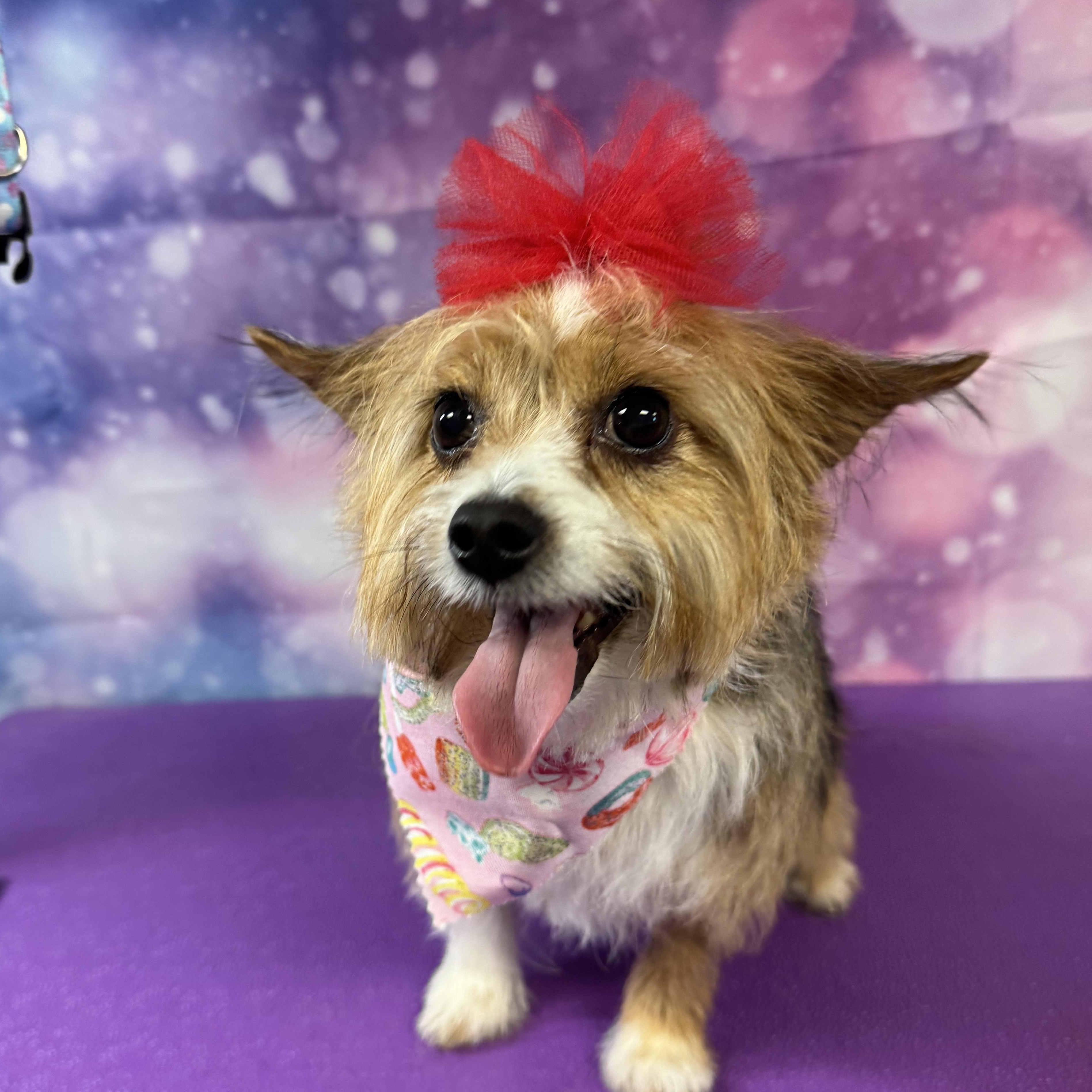 Lilly , a ADOPTABLE mixed breed in Warrenville, IL image 2/6