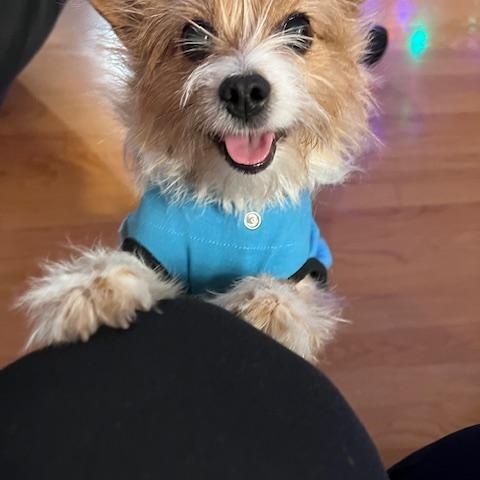 Enlarge Lilly , a ADOPTABLE mixed breed in Warrenville, IL image 4/4