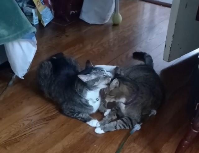 zzCOURTESY LISTING for Mario & Luigi - NOT AT THE SHELTER , Adoptable, Senior Male Domestic Short Hair.