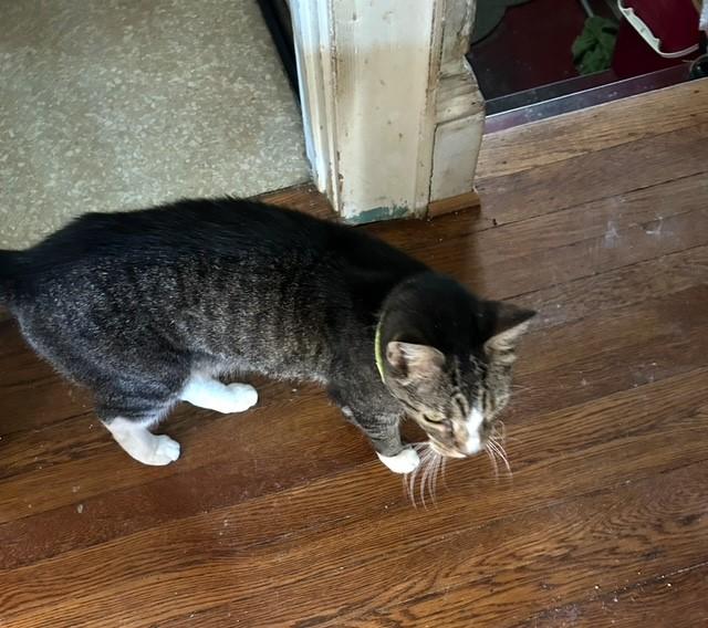 Enlarge zzCOURTESY LISTING for Mario & Luigi - NOT AT THE SHELTER , a Adoptable Domestic Short Hair in New Rochelle, NY image 2/3