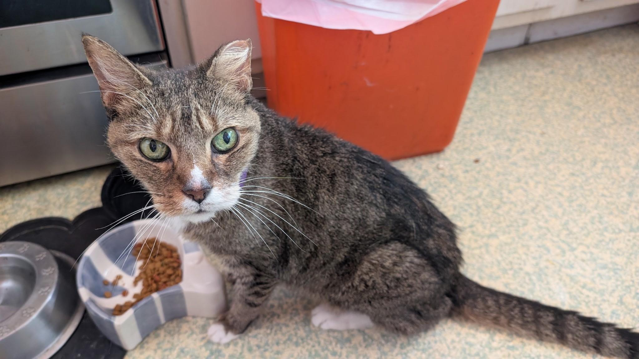 Enlarge zzCOURTESY LISTING for Mario & Luigi - NOT AT THE SHELTER , a Adoptable Domestic Short Hair in New Rochelle, NY image 3/3