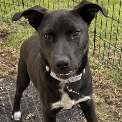 Patsy Cline, Adoptable, Adult Female Labrador Retriever & Mixed Breed.