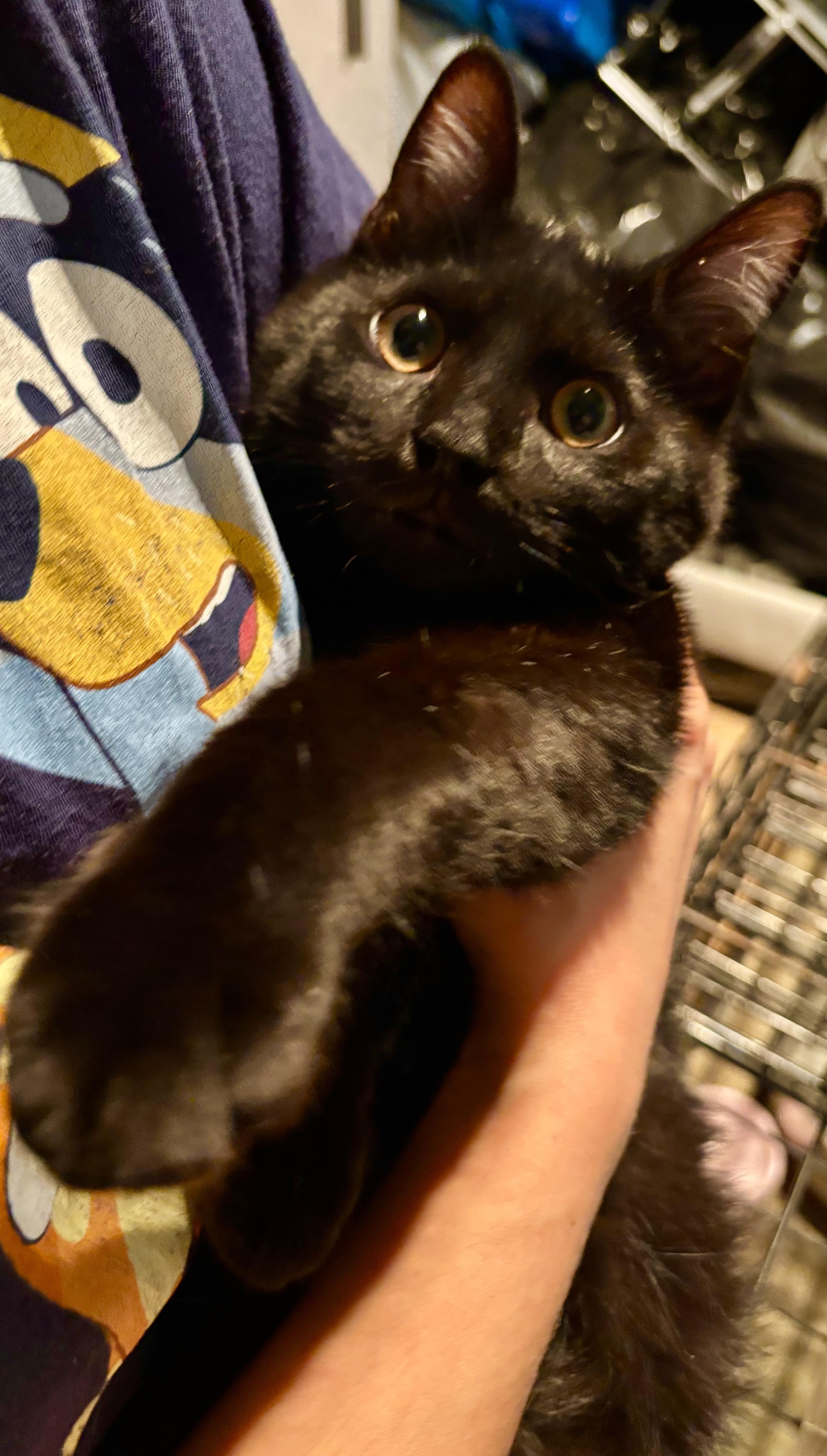 Baloo — thumbnail 2