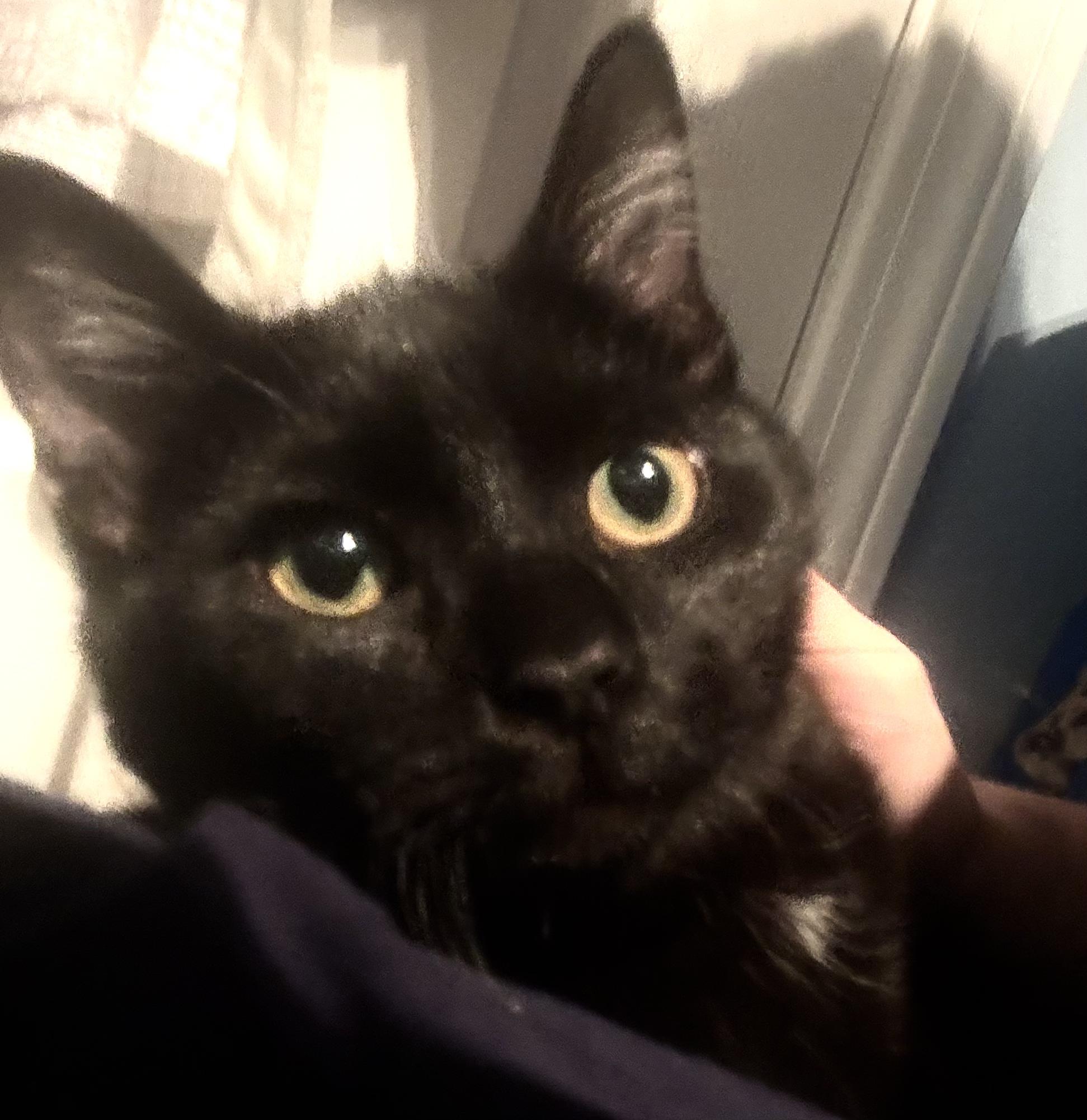 Baloo — thumbnail 3