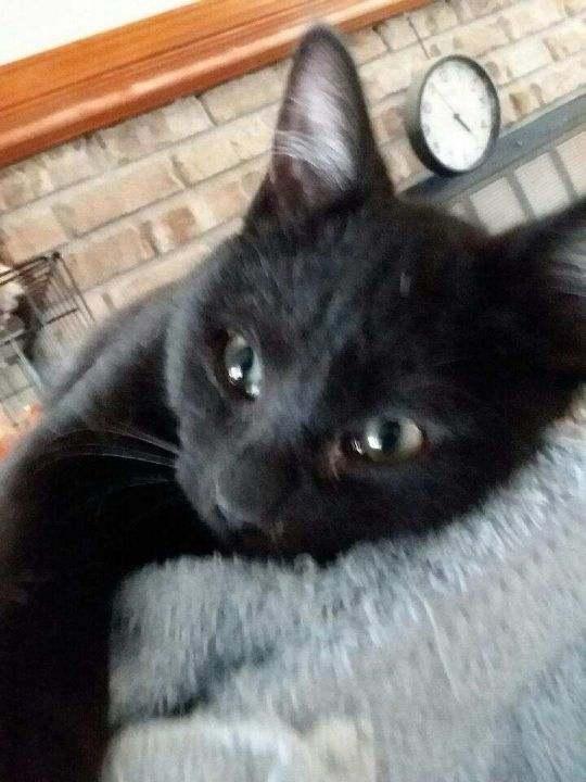 Baloo — thumbnail 4