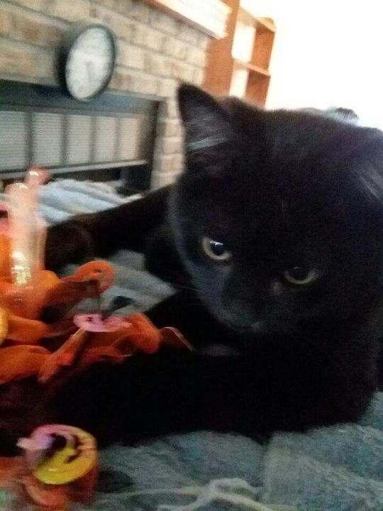 Baloo — thumbnail 6