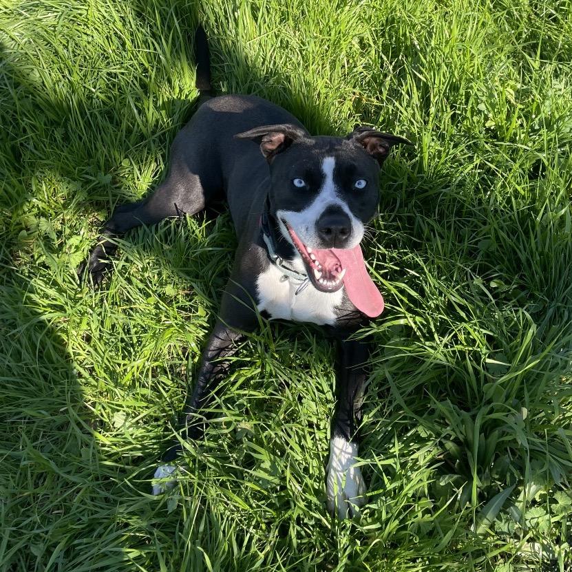 Enlarge Patti, a Adoptable mixed breed in Sacramento, CA image 1/6