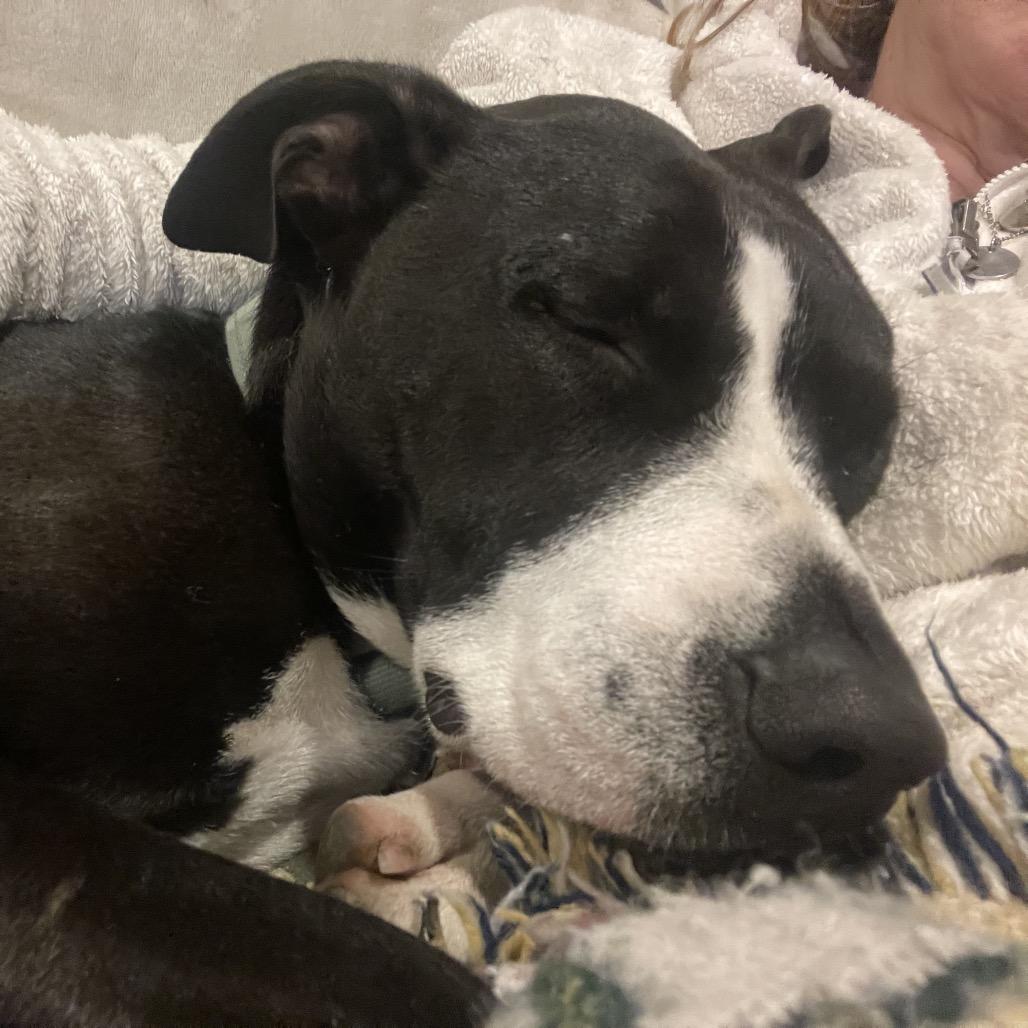Patti, Adoptable, Young Female Border Collie & Pit Bull Terrier.