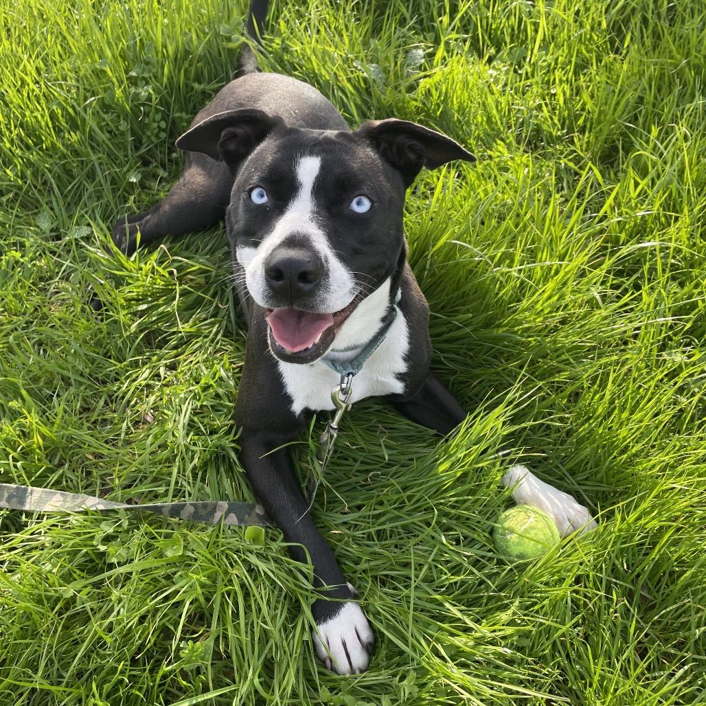 Patti, Adoptable, Young Female Border Collie & Pit Bull Terrier.