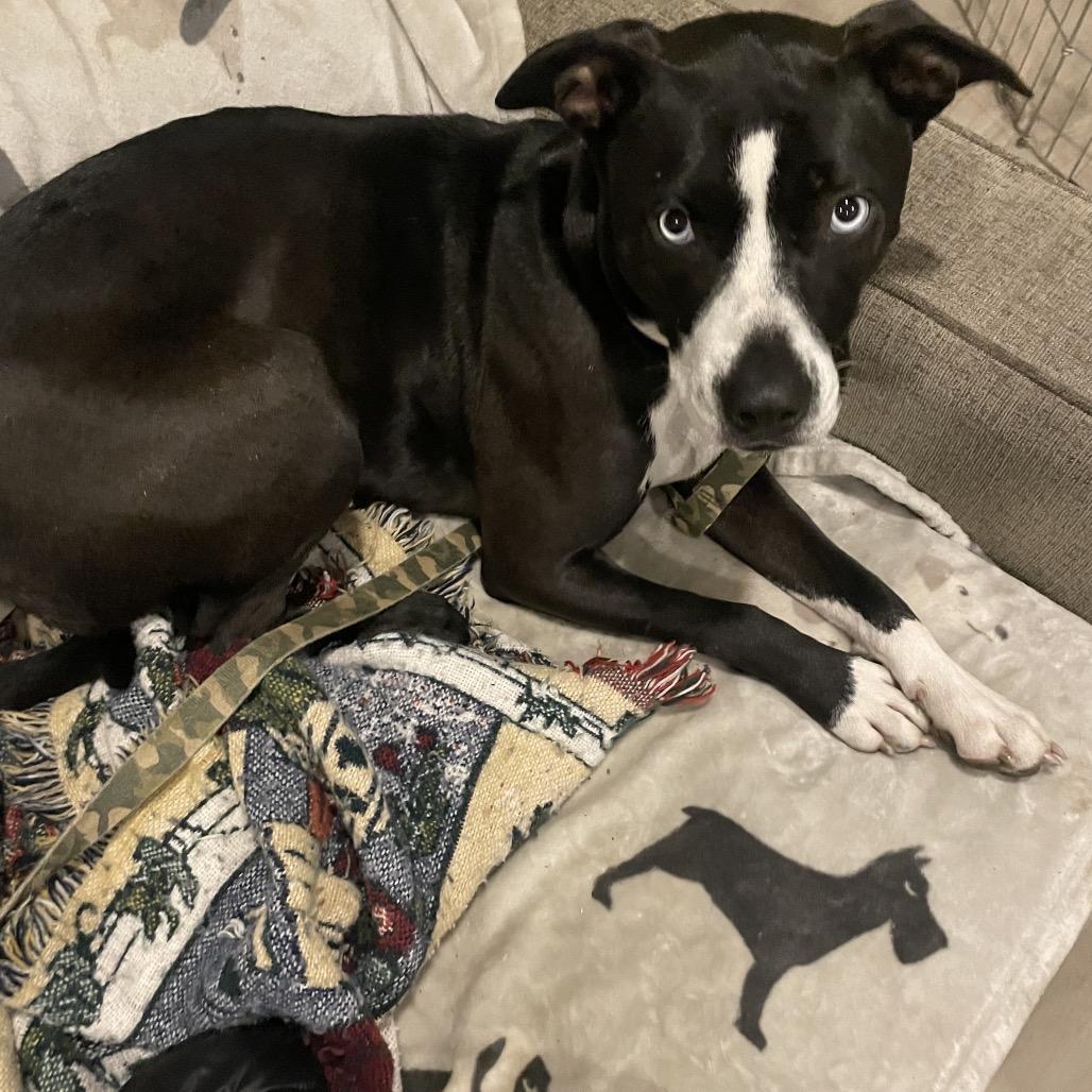 Enlarge Patti, a Adoptable mixed breed in Sacramento, CA image 4/6