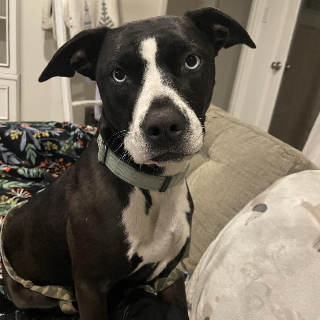 Enlarge Patti, a Adoptable mixed breed in Sacramento, CA image 5/6