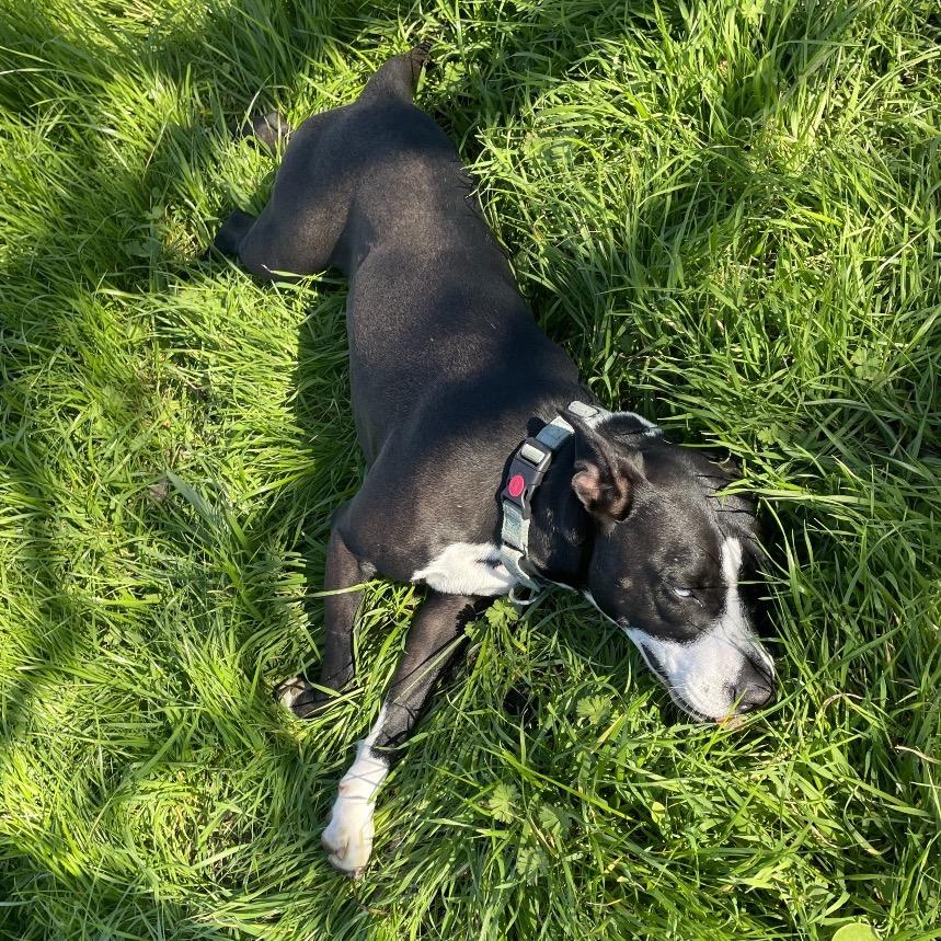 Enlarge Patti, a Adoptable mixed breed in Sacramento, CA image 6/6