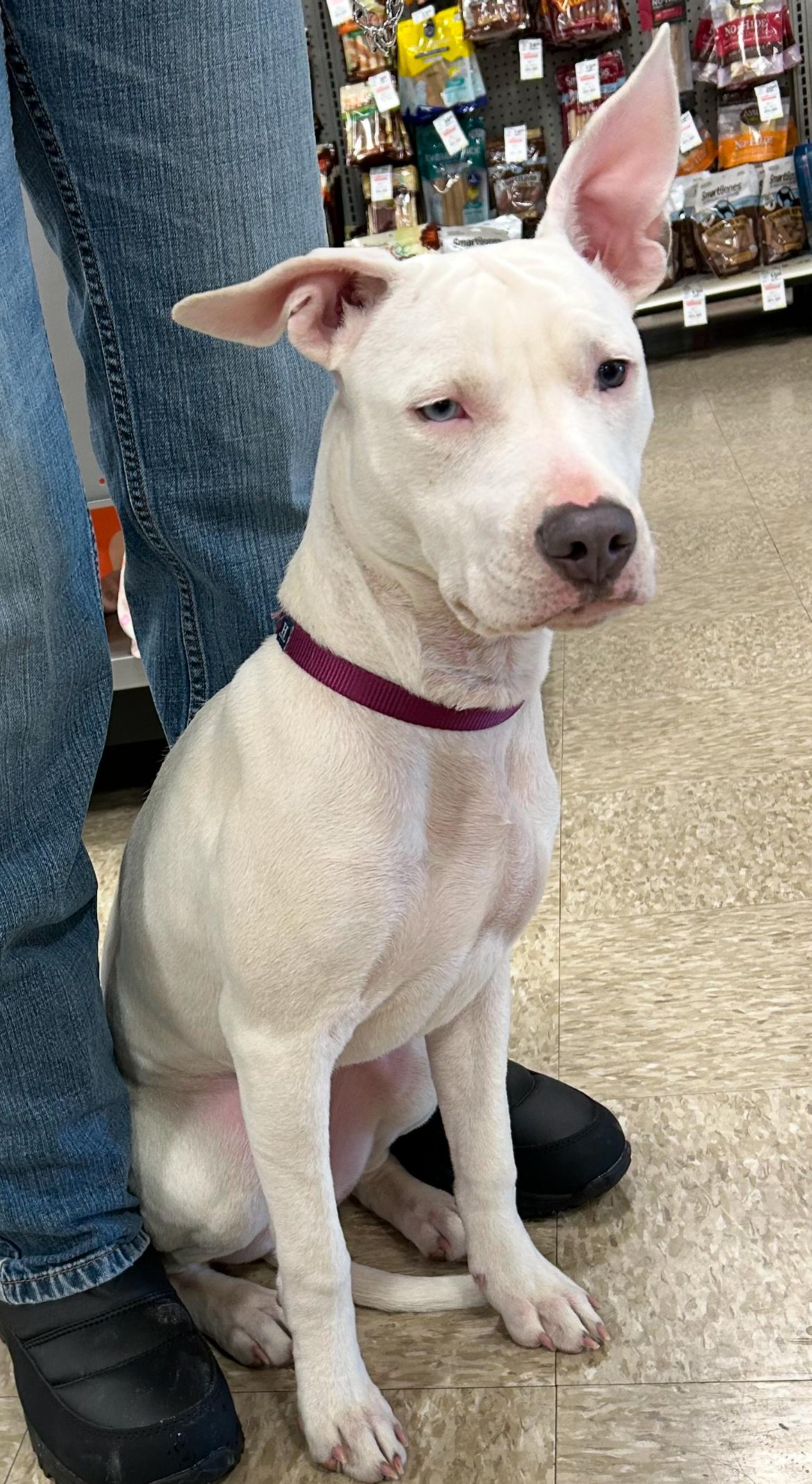 Sadie, Adoptable, Young Female American Bully.