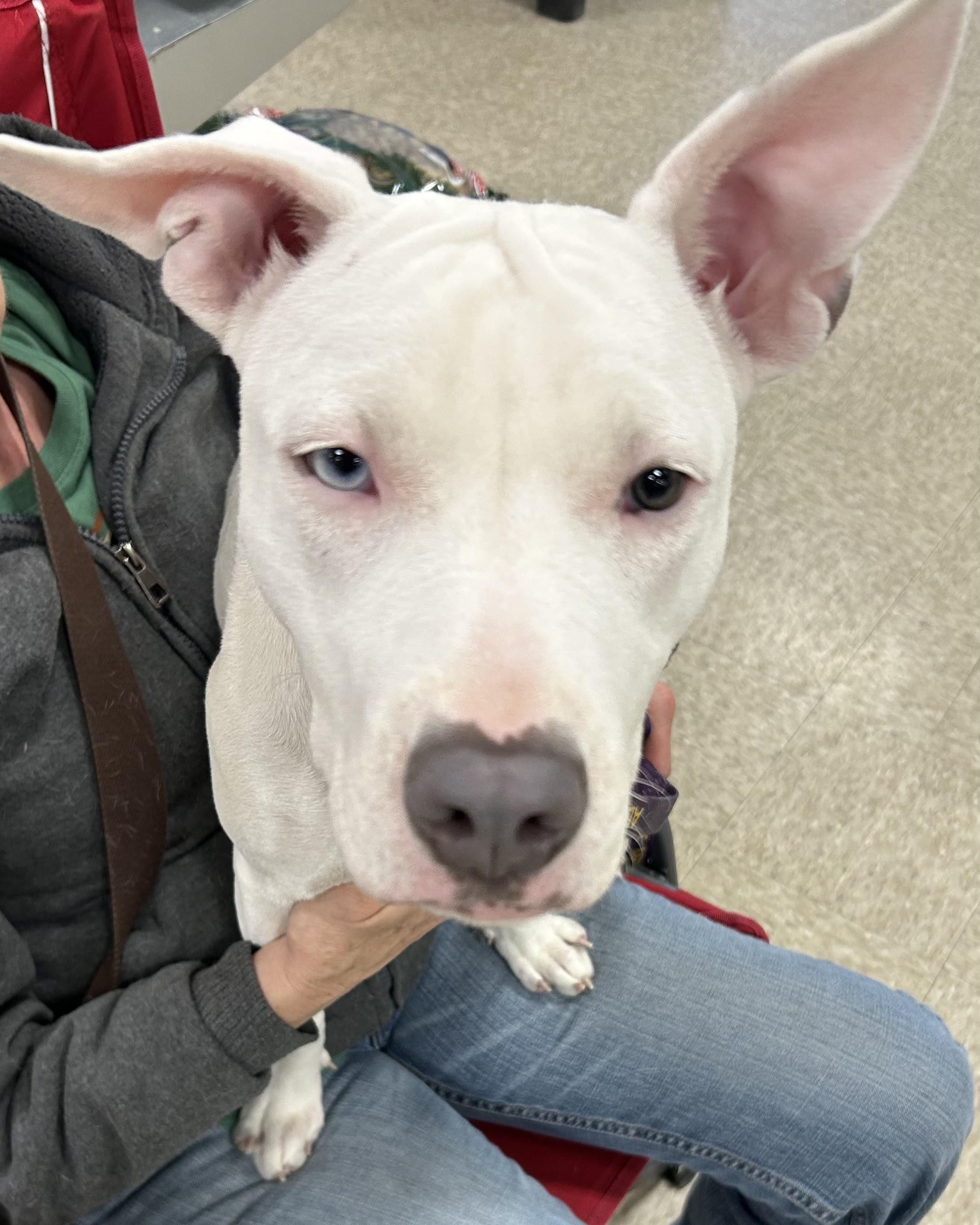 Enlarge Sadie, a Adoptable mixed breed in Tulsa, OK image 2/2