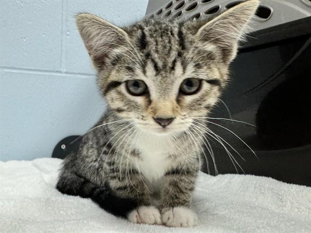 WISTERIA, Adoptable, Kitten Female Domestic Short Hair.