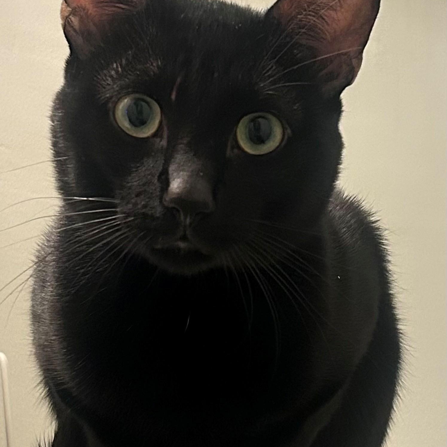 Leo, adoptable, Adult Male Domestic Short Hair.