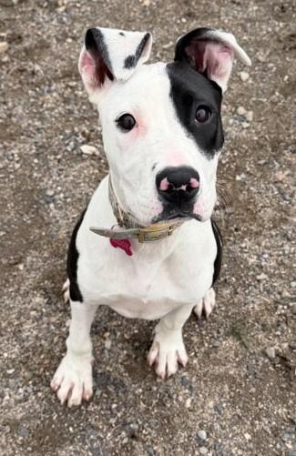 Maggie, ADOPTABLE, Puppy Female Pit Bull Terrier.