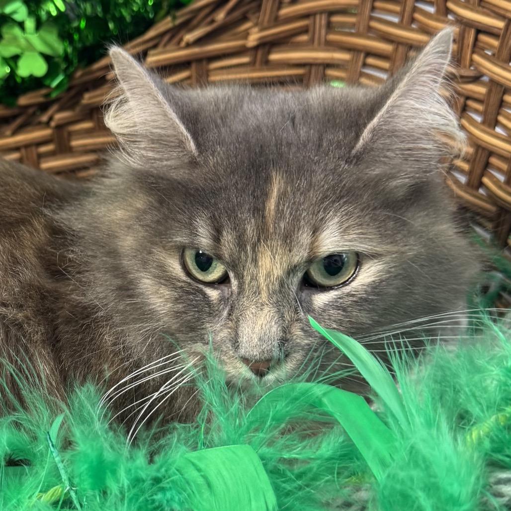 Enlarge Lola, a Adoptable Domestic Medium Hair in Harrisonburg, VA image 3/4