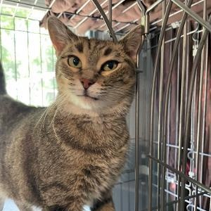 Enlarge Sweet Pea, an adopted Domestic Short Hair in Spencer, IN image 5/5