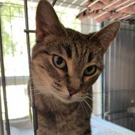 Sweet Pea, adopted, Adult Female Domestic Short Hair.