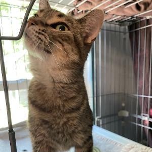 Enlarge Sweet Pea, an adopted Domestic Short Hair in Spencer, IN image 3/5