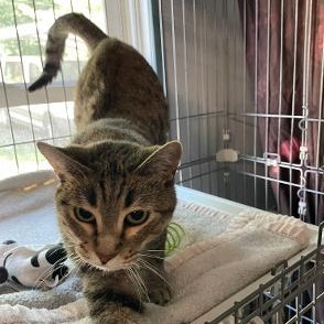 Enlarge Sweet Pea, an adopted Domestic Short Hair in Spencer, IN image 2/5