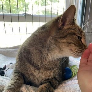 Enlarge Sweet Pea, an adopted Domestic Short Hair in Spencer, IN image 4/5